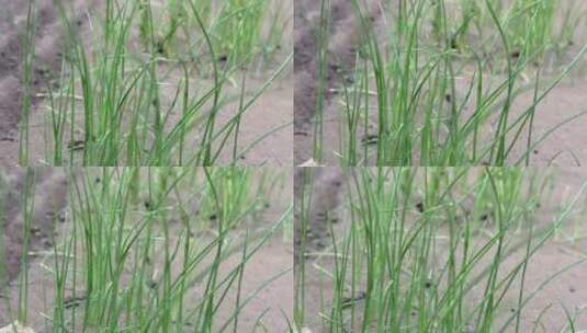韭菜植物特写镜头高清在线视频素材下载