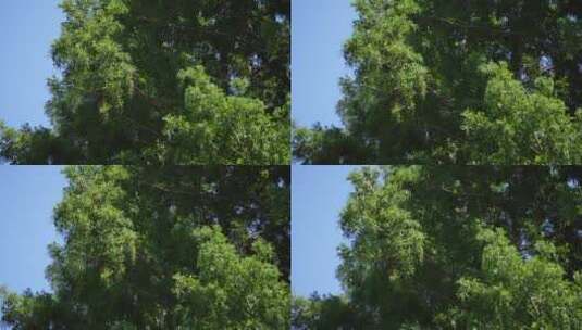 刮风吹动杨树树枝树叶高清在线视频素材下载