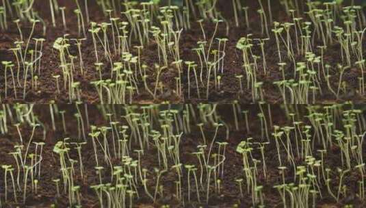 植物幼苗延时生长绿色薄荷盆栽培育绿叶高清在线视频素材下载