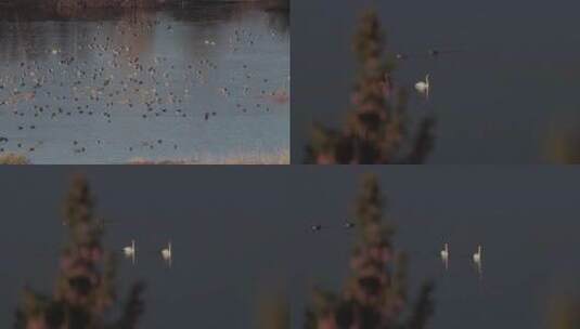 秋季傍晚黄昏水鸟湖中溪水觅食高清在线视频素材下载