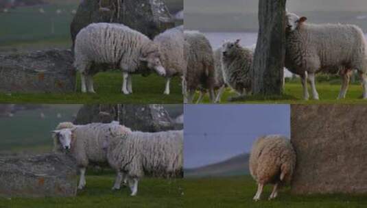 草地上的绵羊高清在线视频素材下载
