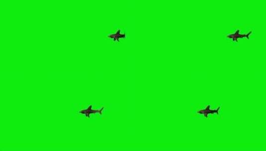 绿幕-动物-鲨鱼游出画面高清在线视频素材下载