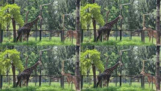 公园里的长颈鹿吃草高清在线视频素材下载