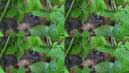 雨水冲洗的绿植高清在线视频素材下载