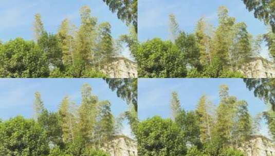 蓝天下的农家院子竹林高清在线视频素材下载