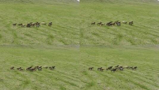 航拍草原上的马群慢动作高清在线视频素材下载