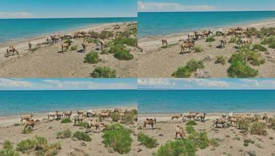 新疆骆驼高清在线视频素材下载