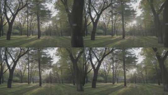 唯美校园空镜 逆光校园树林高清在线视频素材下载