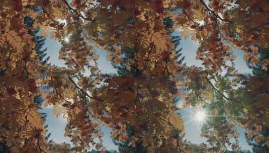 秋天的阳光穿过树叶高清在线视频素材下载