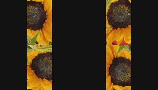 旋转向日葵的特写镜头高清在线视频素材下载