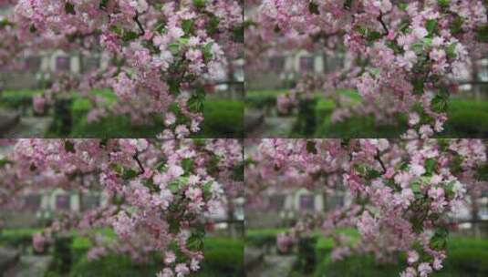 垂丝海棠、海棠、春、花 (14)高清在线视频素材下载