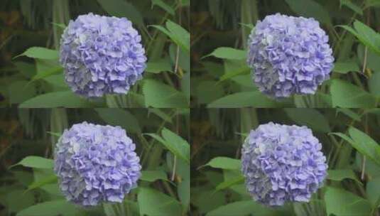 盛开的绣球花植物高清在线视频素材下载