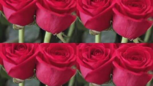 两束红色的玫瑰花高清在线视频素材下载