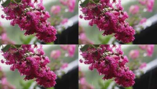雨滴落在粉红色的花朵上高清在线视频素材下载