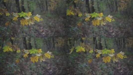 写森林中的枫树树枝高清在线视频素材下载