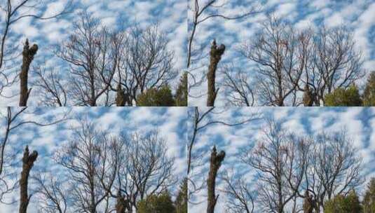 老树背后鱼鳞状的云朵高清在线视频素材下载