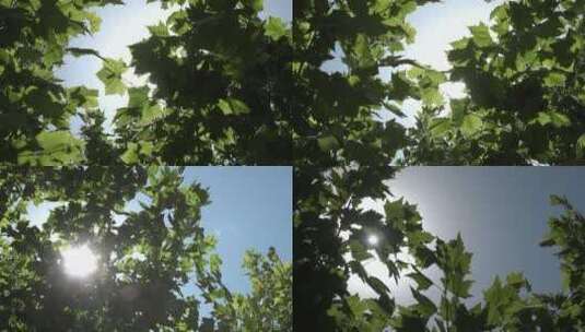 4K逆光阳光透过翠绿的梧桐树叶高清在线视频素材下载