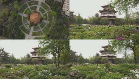 王城公园牡丹花卉高清在线视频素材下载
