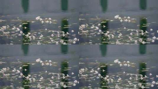 湖中的水性杨花高清在线视频素材下载