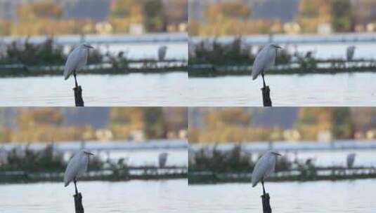 白鹭苍鹭鸟类特写镜头高清在线视频素材下载