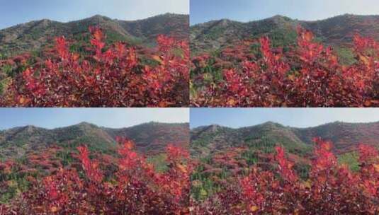 济南捎近村，秋天满山红叶成近郊游高清在线视频素材下载