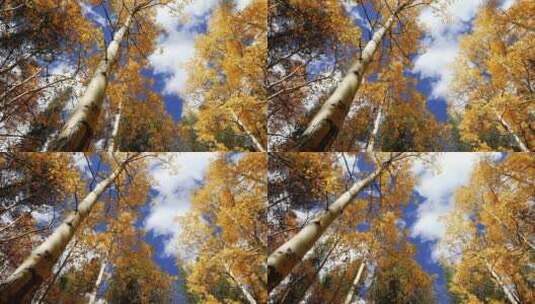 4K仰拍秋天森林红叶黄叶树叶高清在线视频素材下载