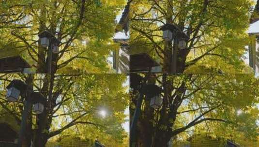 仰拍太阳下的银杏树高清在线视频素材下载