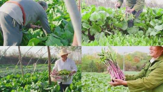 红菜苔产地高清在线视频素材下载