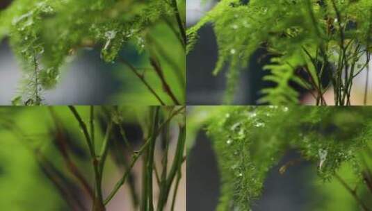 雨中植物大合集高清在线视频素材下载