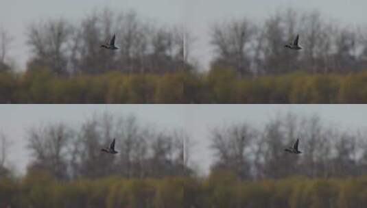 天空中飞翔的大雁慢镜头系列高清在线视频素材下载