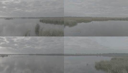 湿地鸟群高清在线视频素材下载