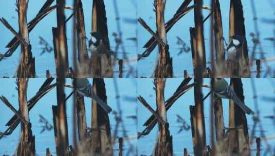 小鸟慢镜头升格4K实拍空镜高清在线视频素材下载