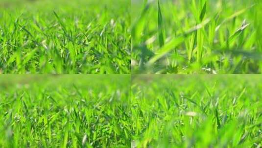 春天绿油油的小麦小麦苗麦子高清在线视频素材下载