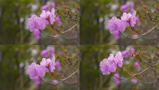 春天自然风光 田野上的花朵 美景高清在线视频素材下载