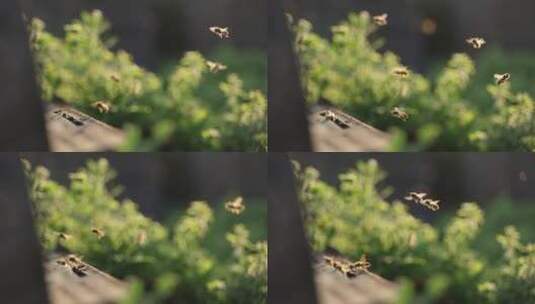 春天的蜜蜂阳光下飞舞慢镜头高清在线视频素材下载