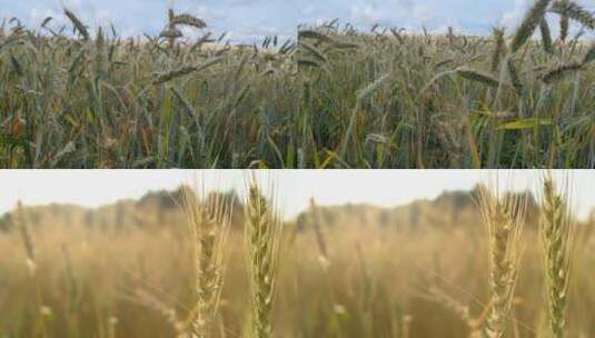 麦田小麦麦穗农业绿色丰收田野粮食丰收收割高清在线视频素材下载