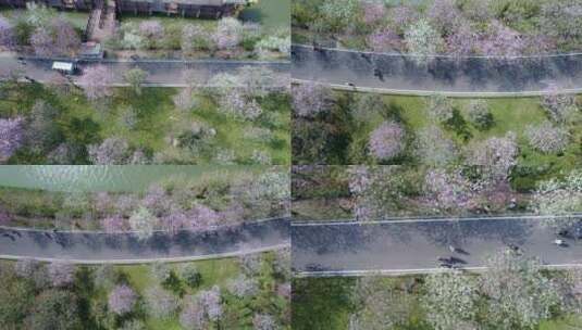 广州海珠国家湿地公园紫荆花海航拍俯拍集锦高清在线视频素材下载