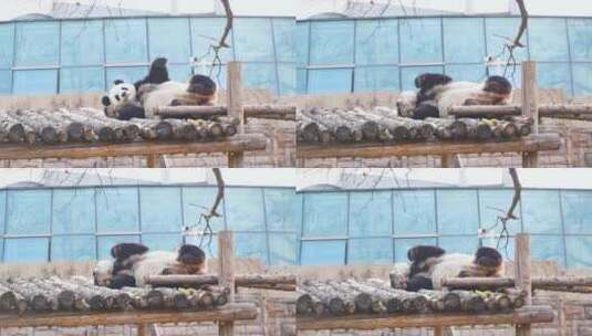 熊猫起身打招呼后睡觉休息高清在线视频素材下载