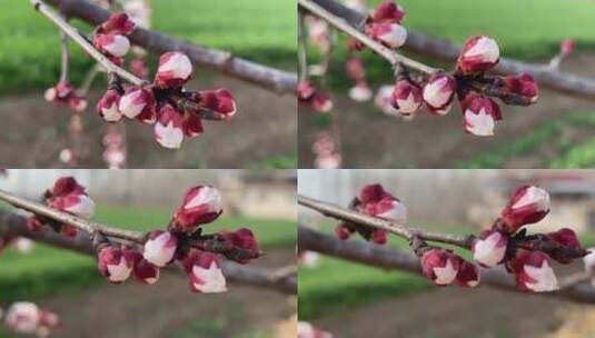 春天盛开的花朵特写高清在线视频素材下载