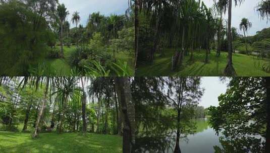 广州华南植物园fpv穿越机航拍4K高清在线视频素材下载