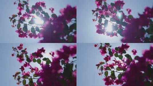 雨水下的三角梅春暖花开阳光植物绚烂花海高清在线视频素材下载