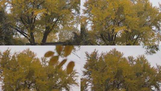 秋天白果树叶黄了高清在线视频素材下载
