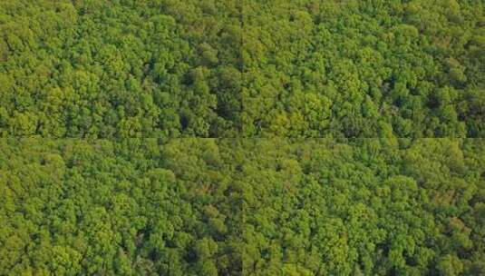 绿树森林航拍高清在线视频素材下载