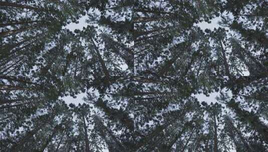 下雪的森林树木高清在线视频素材下载