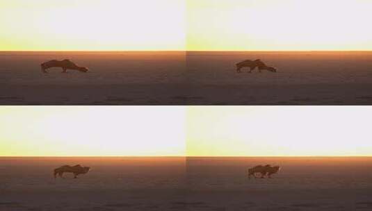 草原日出的骆驼发着金光高清在线视频素材下载