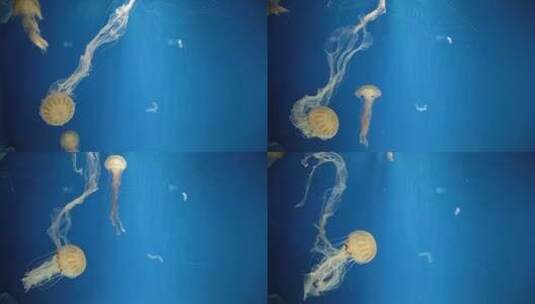 水族馆里游动的水母高清在线视频素材下载
