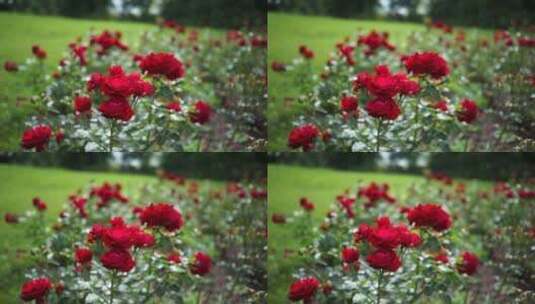 美丽的玫瑰高清在线视频素材下载