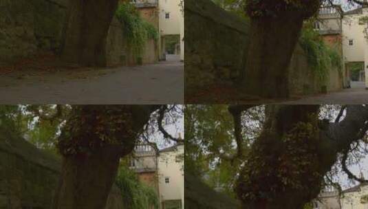 小巷里大树的平移镜头高清在线视频素材下载