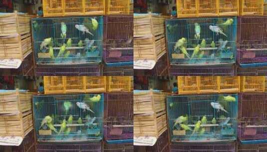 中国香港宠物市场出售木笼子里的鸟高清在线视频素材下载