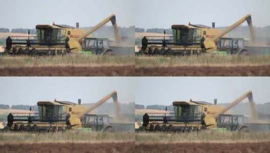 联合收割机在收割新鲜小麦高清在线视频素材下载